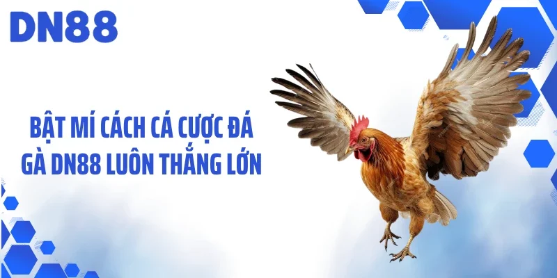 Bật mí cách cá cược đá gà DN88 luôn thắng lớn