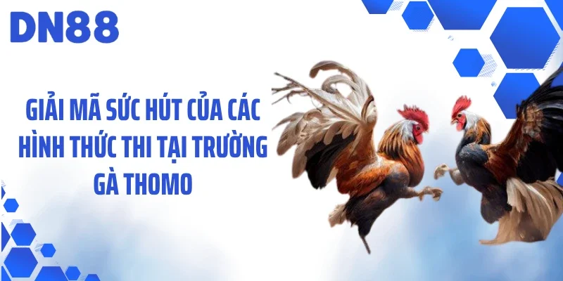 Giải mã sức hút của các hình thức thi tại trường gà Thomo