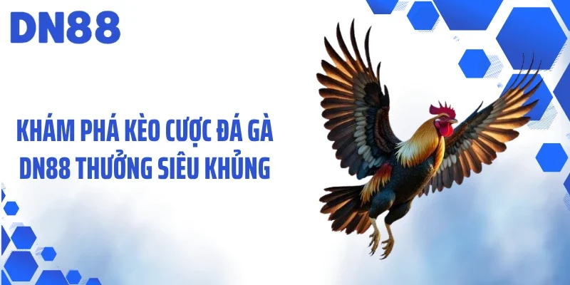 Khám phá kèo cược đá gà DN88 thưởng siêu khủng