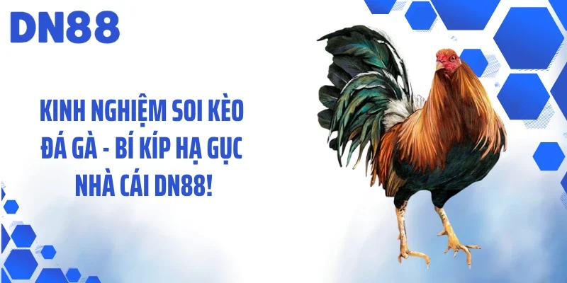 Kinh Nghiệm Soi Kèo Đá Gà - Bí Kíp Hạ Gục Nhà Cái Dn88!