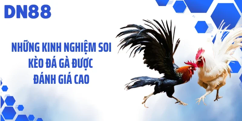 Những kinh nghiệm soi kèo đá gà được đánh giá cao