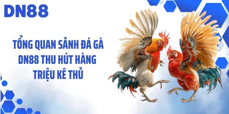 Tổng quan sảnh đá gà DN88 thu hút hàng triệu kê thủ