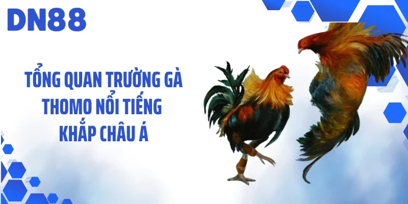 Tổng quan trường gà Thomo nổi tiếng khắp châu Á