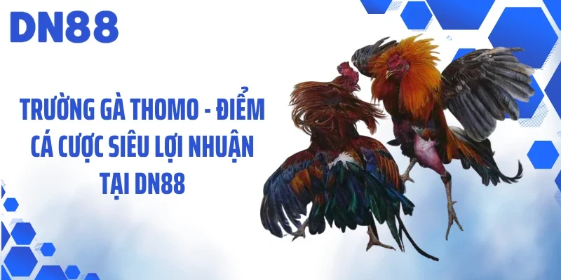 Trường Gà Thomo - Điểm Cá Cược Siêu Lợi Nhuận Tại DN88